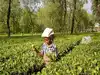 Iran-Israel conflict: India halts tea exports to Tehran amid escalating tensions with Tel Aviv