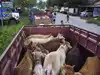 SoP soon for implementation of provisions of Assam Cattle Preservation Act